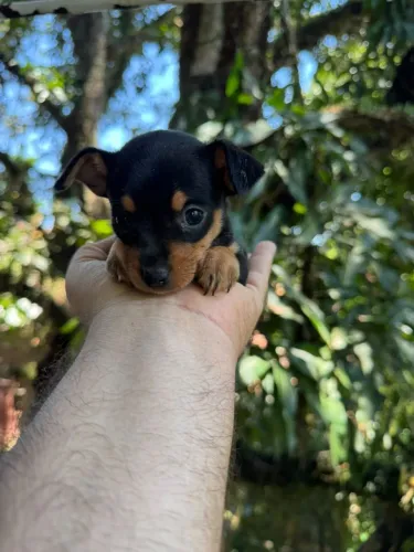 Pinscher miniatura c pedigree ((venda))