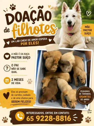 Cachorro pra doação 
