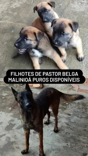VENDE-SE FILHOTES DE PASTOR BELGA MALINOIS 