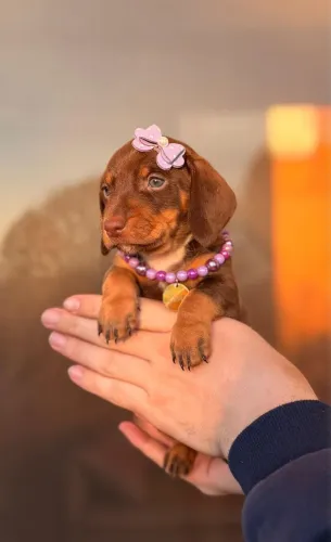 Dachshund Linguicinha Chocolate