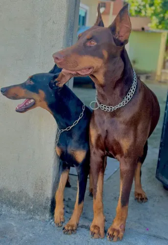 Doberman