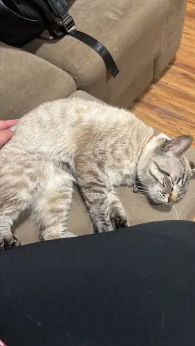 Gato para adoção