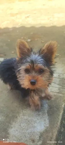 Yorkshire macho com 3 meses