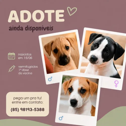 Filhotes para adoção