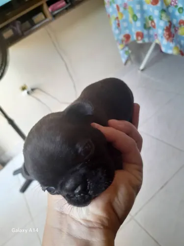 Bulldog Francês  Fêmea 