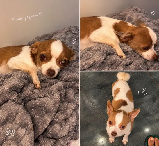 Chihuahua Fêmea à Venda