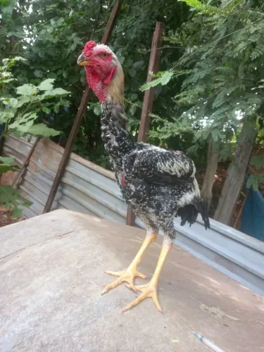 Indo gigante 