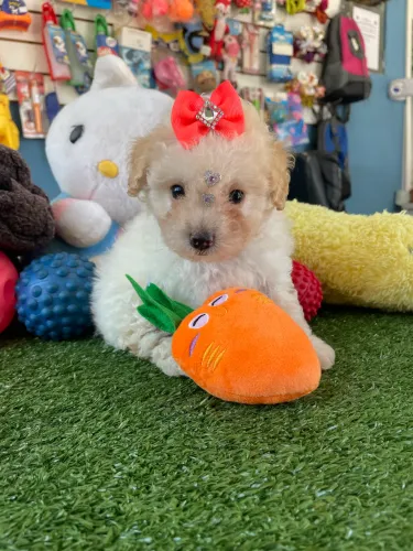 Poodle micro toy fêmea disponível $4.000,00