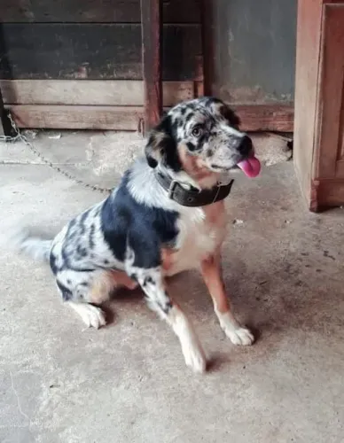 Procura cachorra para cruzar
