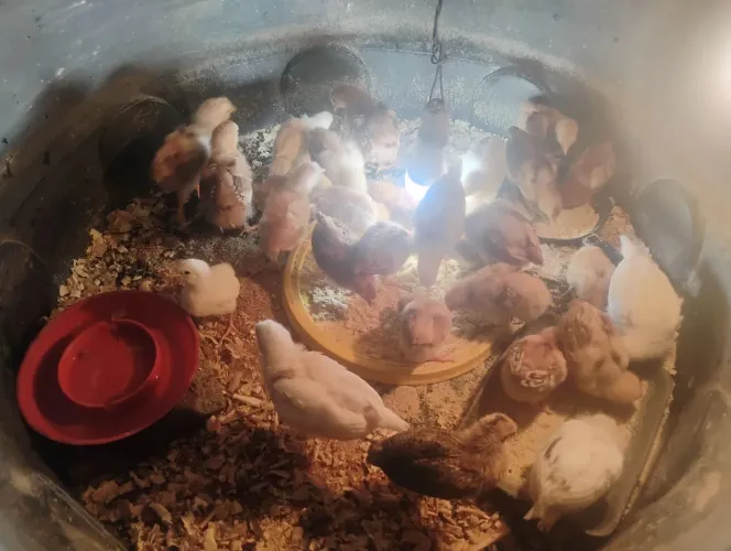 Pintinhos Rhode Island red e novo gem tinted de postura (20 a 30 dias)