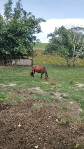 Égua mangalarga machador, 7 anos de idade, tenho vídeos dela na sela