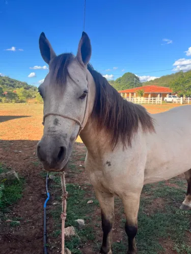PIQUIRA A VENDA