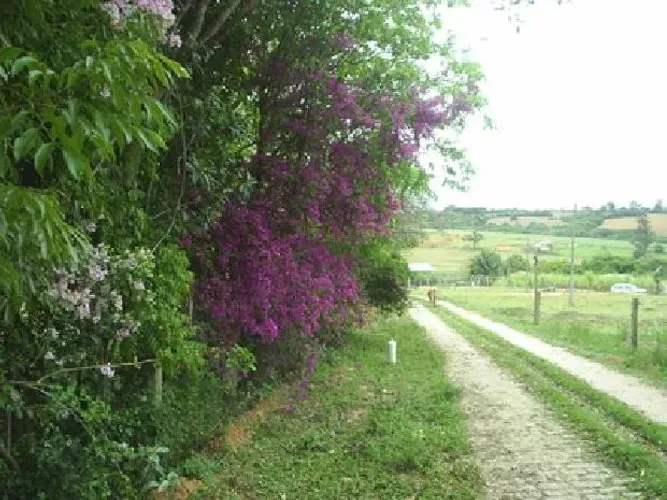 Propriedade Rural Sítio em Araçoiaba da Serra