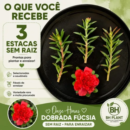 Haste de onze-horas dobrada (red)