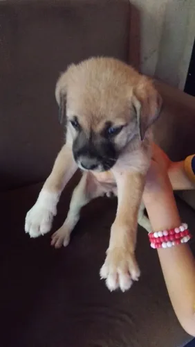 Cachorra