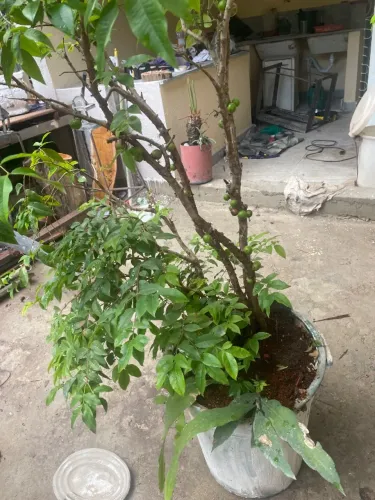 pé de jaboticaba