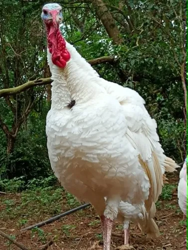 Peru holanda branco
