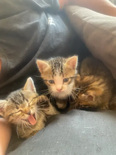Doação de gatinho