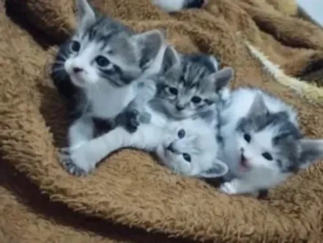 Gatos vermifugados para doação