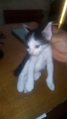Doação de gatinhos