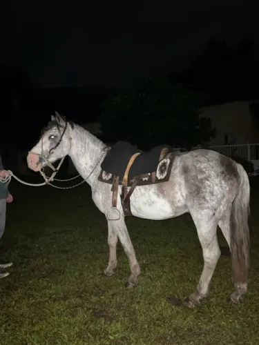 CAVALO CRIOULO