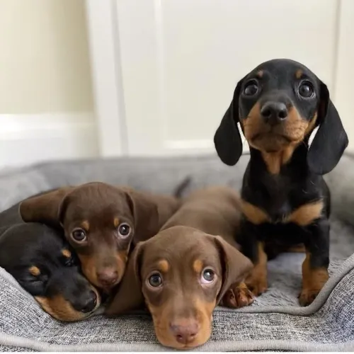 Sua amiguinha de Teckel/Dachshund de pelo curto e longo!! 