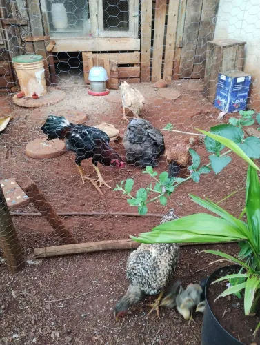 Galinhas caipira