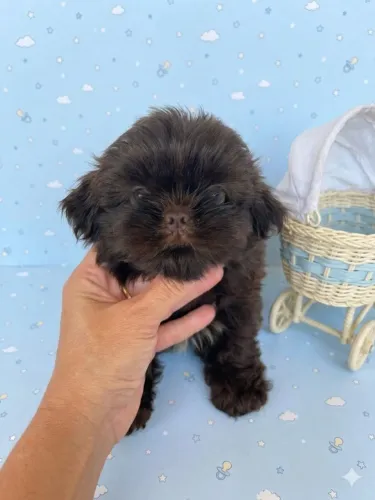 Shih Tzu machinho! Cor: Chocolate com 50 dias