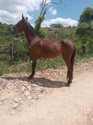 Vende-se e troca-se potra manga larga genuína de marcha picada 