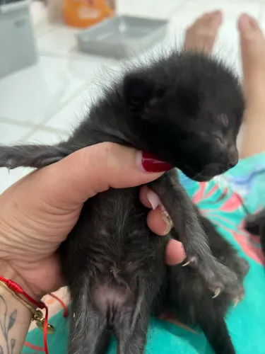 Doação de gatinhos
