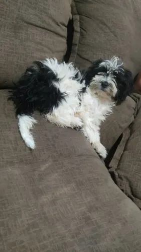 Cachorrinha sem raça definida para doação