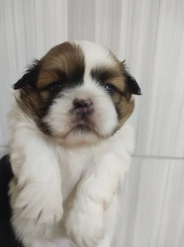 Shitzu + Lhasa Apso Filhotes 
