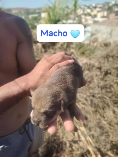 Troco em filhotes de coelho!