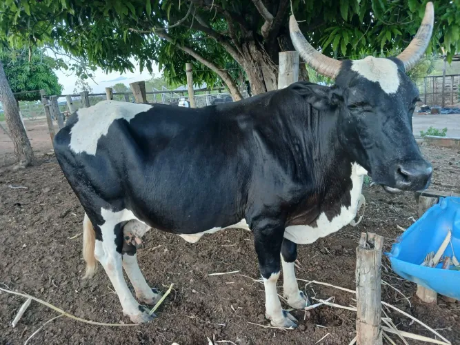 Vaca comum