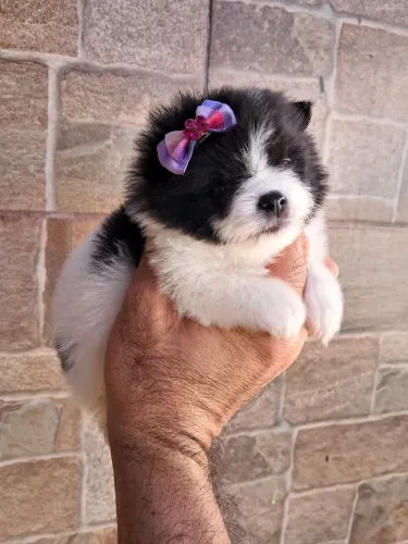 Lulu da pomerania anão verdadeiro encanto!