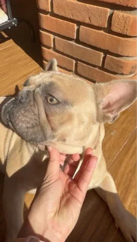 BULLDOG FRANCÊS