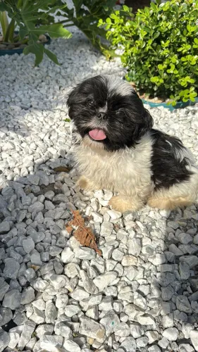 Shihtzu 