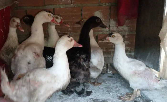Patos e Patas Jovens 