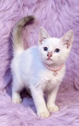 Gato fêmea mix de siamês de olhos azuis com 2 meses