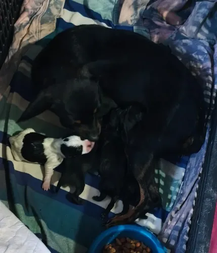 Filhote de pinscher