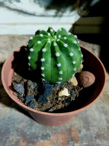 Muda De Cacto Bola Echinopsis Subdenudata