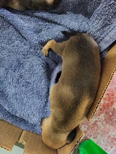 Pinscher N1 macho