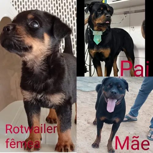 Filhote de Rotwailer fêmea disponível 