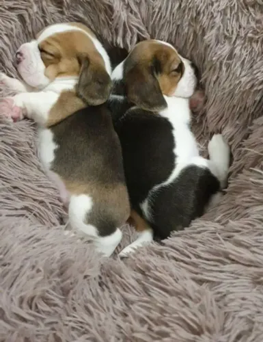 Beagle o seu cãozinho brincalhão