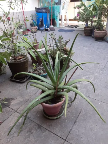Planta natural enraizada
