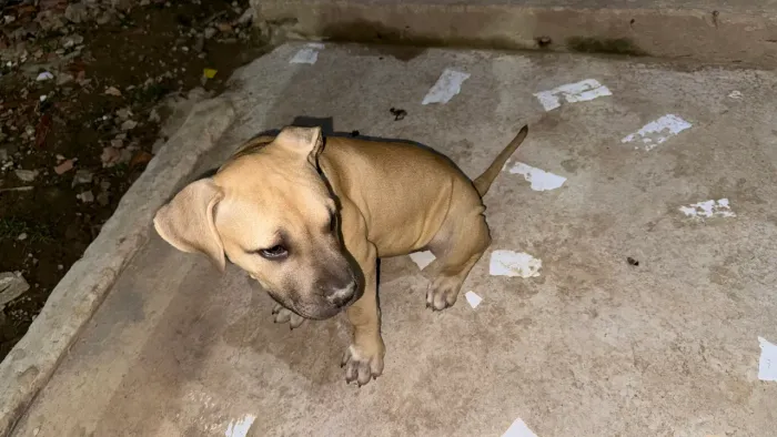 Vende-se filhote de Pitbull American Bully