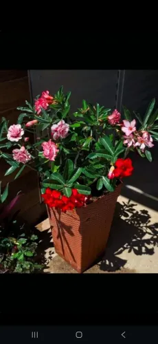 Lindas plantas variadas