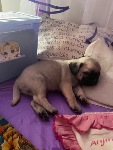 Filhote de Pug