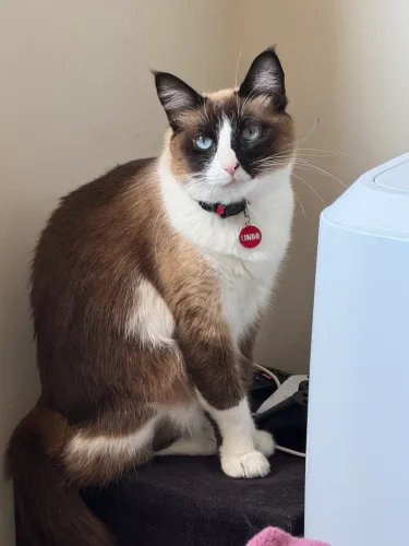 Adoção consciente | 2 GATOS