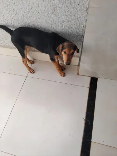 Doação de cachorro macho 4 meses